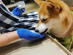 -逗柴咖啡屋·狗咖猫咖宠物桌游