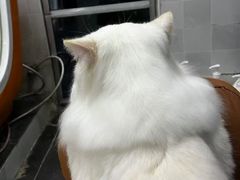 -芭比堂动物医院·犬猫全科·异宠专科(雁塔分院)