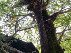 -藏龙百瀑风景区