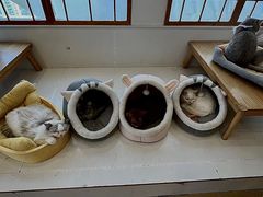 -Let's go狗咖·猫咖·奶狗·桌游(春熙路IFS店)