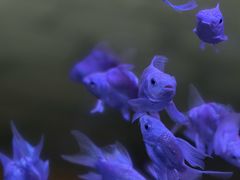 -溪岸路花鸟市场