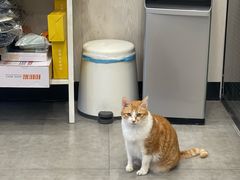 -凯特喵百思猫专科医院
