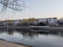 -桃花堤公园