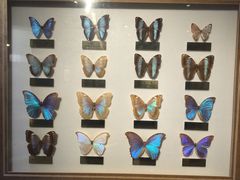 -上海昆虫博物馆