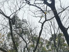 -上海佘山国家森林公园天马山园