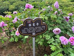 -洛阳市隋唐城遗址植物园