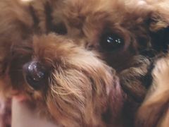 -more than meow吴止猫主题餐厅(承德 中船汇店)