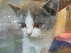 -1013 PET SHOP 宠物商店(近铁城市广场店)