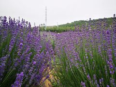 -西海岸生态观光园