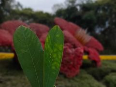 -广州市流溪河国家森林公园
