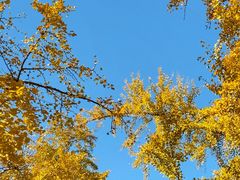 -三里屯东五街银杏大道