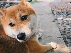 -柴犬高等学院·狗咖·柴犬售卖·宠物训练