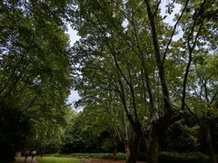 -上海共青森林公园