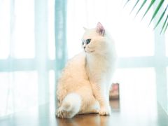 -共舞时光猫咖·狗咖(新街口店)