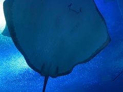 -珠海长隆海洋王国