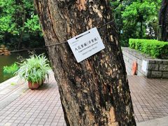 -九龙公园