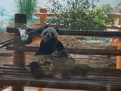 -西霞口神雕山野生动物世界