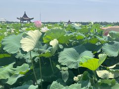 -荷花荡