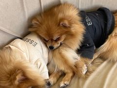 -怪兽屋·羊驼·猫咖·狗咖(俊华广场店)