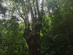 -莫里热带雨林景区