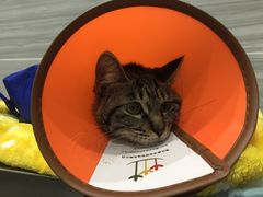 -瑞派名望志远动物医院·猫科·內科·异宠专科(直港大道店)