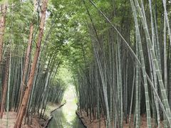 -上海滨江森林公园
