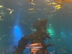 -海棠湾洲际-涛·海底餐厅·美人鱼·自助餐·海底隧道