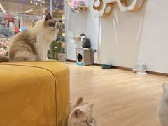-1013 PET SHOP精品宠物商店(丁香店)