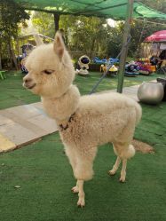 -萌宠亲子动物乐园(槐房万达店)