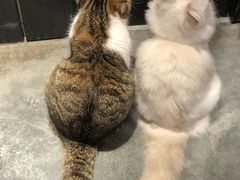 -瞄一喵猫咖(格力海岸店)