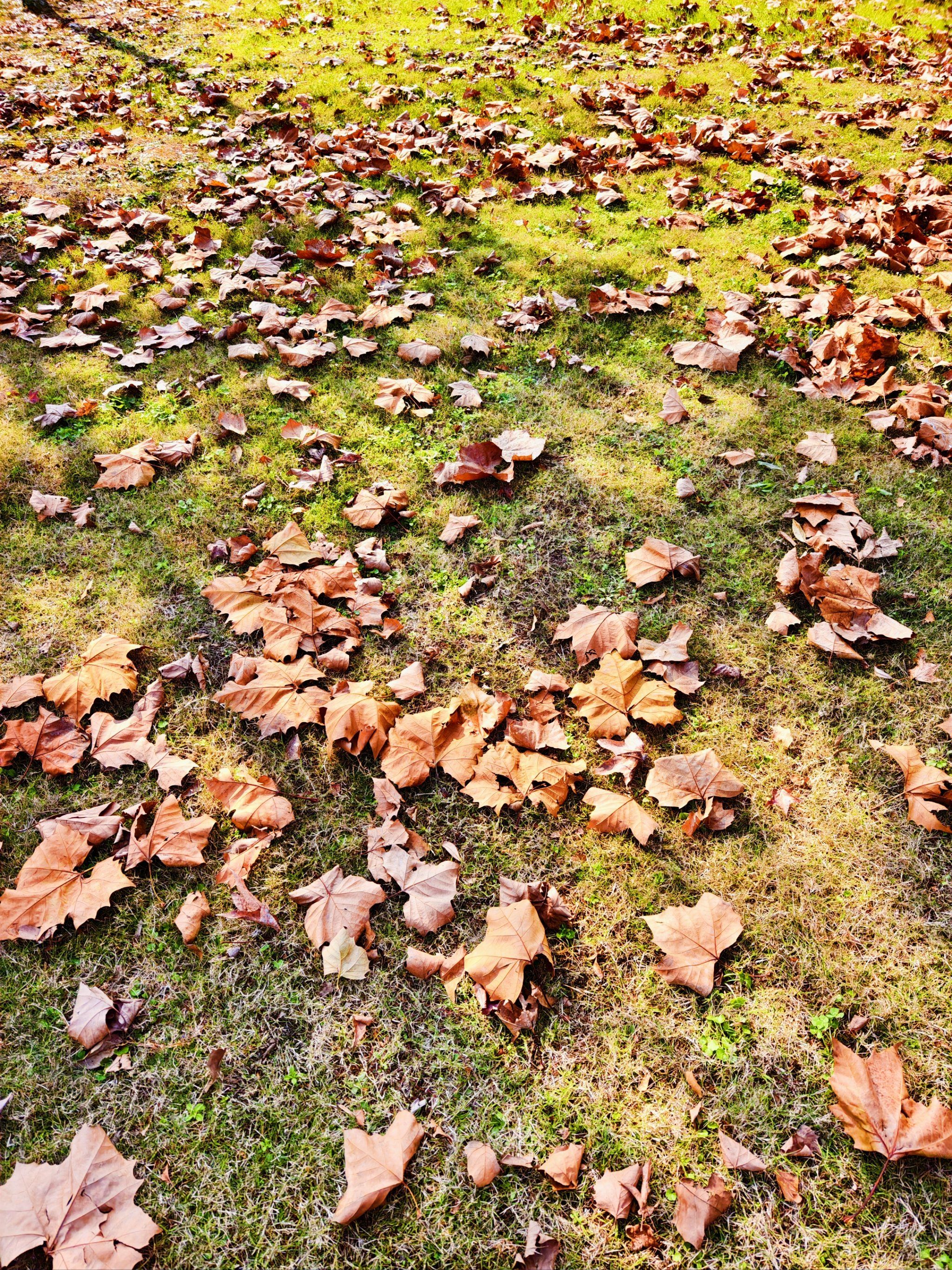 满地落叶,满地金黄,满地伤感
