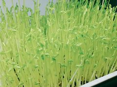 -番食园鲜食火锅(高新店)