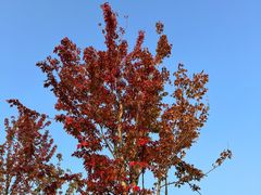 -重庆中央公园(渝北区)