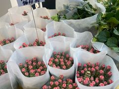 -溪岸路花鸟市场