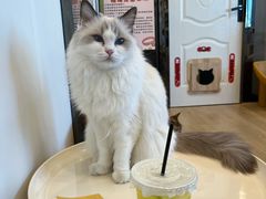 -有喵·猫咖·狗咖·40+猫狗有小奶狗(岗厦店)