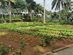 -石梅湾艾美度假酒店