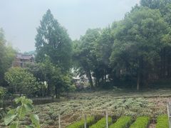 -野蔓果·山野菜(西湖景区·龙井茶田店)