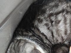 -瑞派动物医院·绝育·犬猫全科·预防医学(光景江南中店)