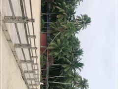 -东郊椰林