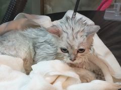 -PETKIT小佩宠物(昭化店)