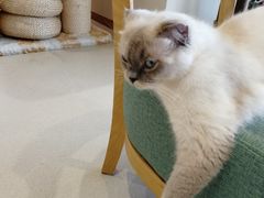 -藏猫猫咖啡主题馆(中央大道店)