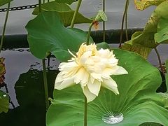 -莲花池公园