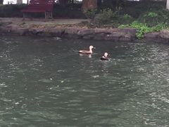 -西湖游船