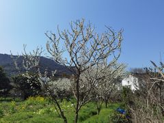 -树山生态村