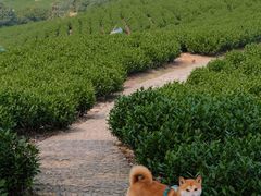 -帐篷客·溪龙茶谷度假酒店