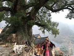 -杨家堂村