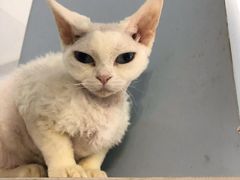 -喵的天空名猫咖啡馆·撸猫·猫舍·用品