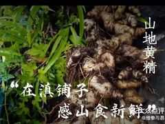-滇铺子·云南特色菜·第九届野生菌美食节(曲靖万达店)