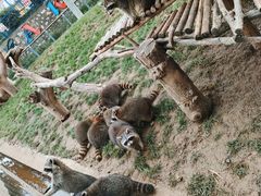 -石家庄市动物园