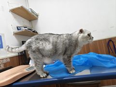 -宠福鑫动物医院·动物疾病诊疗中心(天通苑店)